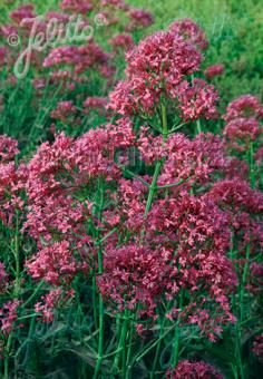 Centranthus ruber var. coccineus 'rosenrot'